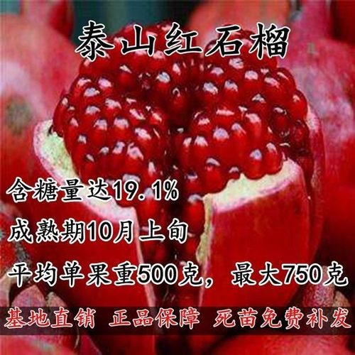 果树苗泰山大红石榴苗泰山红石榴树苗南北方种植盆栽地栽当年结果