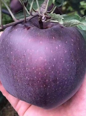 新品种云南昭通黑卡黑钻苹果树苗南方种植苹果苗紫色嘎啦脆甜