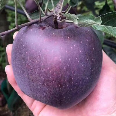 新品种云南昭通黑卡黑钻苹果树苗南方种植苹果苗紫色嘎啦脆甜