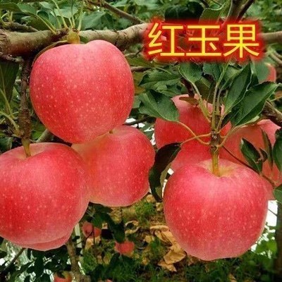 嫁接红玉苹果树苗南方北方种植庭院盆栽地栽隔年结果苹果果树苗