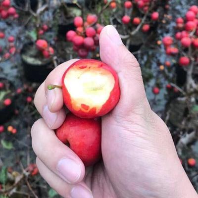 耐寒果树沙苗大秋果鸡心