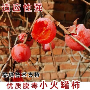 陕西临潼火晶柿子树软甜嫁接小火罐柿子树苗南北方庭院种植果树苗