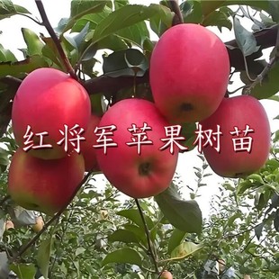 红将军苹果树苗南北方庭院地栽盆栽种植矮化特大果嫁接苗当年结果