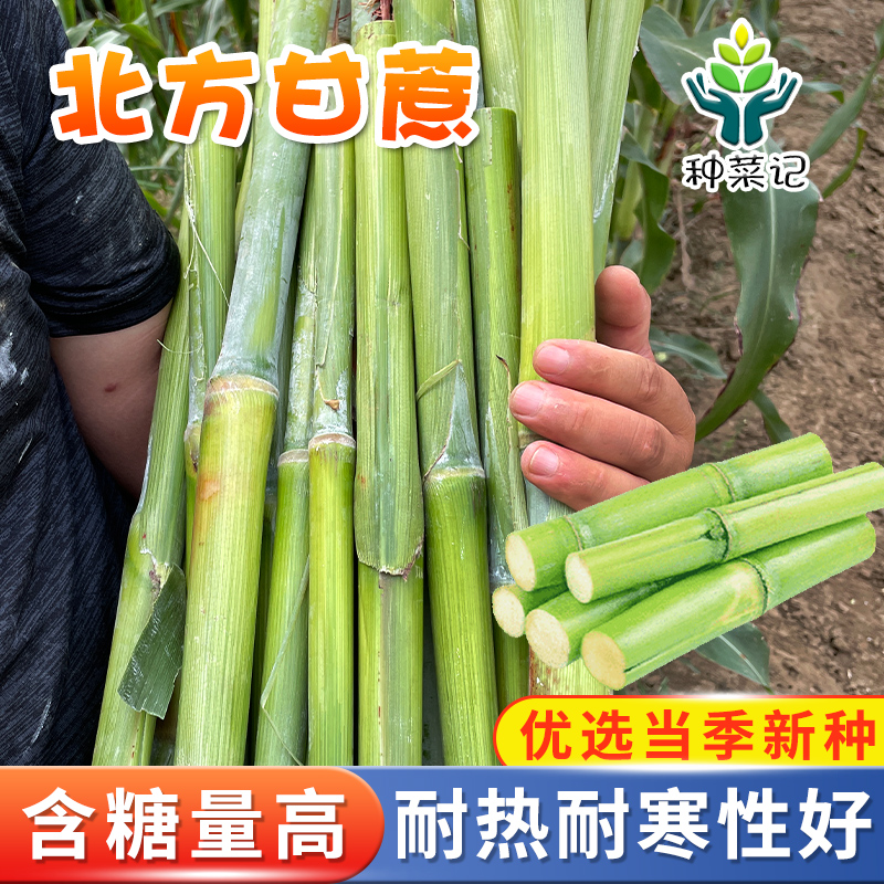 北方甘蔗种子甜杆高粱