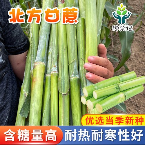 北方甘蔗种子甜杆高粱