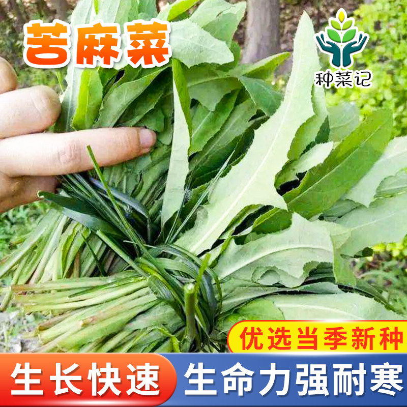 苦麻菜种子苦苣菜苦荬菜苦菜种籽四季春季秋冬季野菜籽农家蔬菜孑