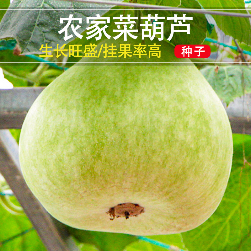农家可食用菜葫芦种子巨型圆瓢瓠籽圆瓢菜葫芦种圆瓢菜可做瓢瓠子
