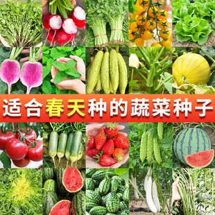 香菜菠菜白菜种子四季 菜种农家阳台蔬菜孑 南方青菜种籽大全春季
