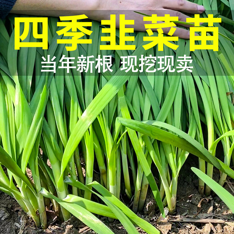 韭菜根苗紫根红根韭菜根四季新鲜蔬菜苗种籽种孑大叶韭菜种子盆栽