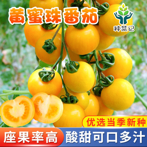 黄蜜珠樱桃番茄种子小西红柿种籽