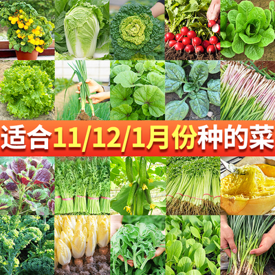 秋冬季菜种籽大全农家蔬菜种子阳台盆栽四季播小葱香菜菠菜生菜孑