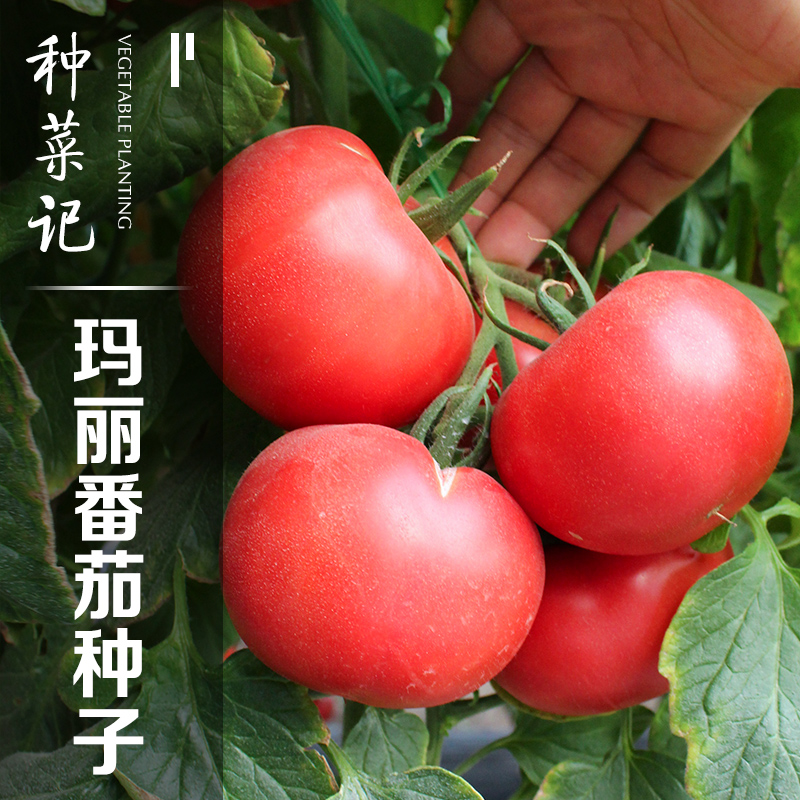 西红柿种子老品种玛丽番茄种籽沙瓤多汁大粉果菜园基地农家蔬菜孑