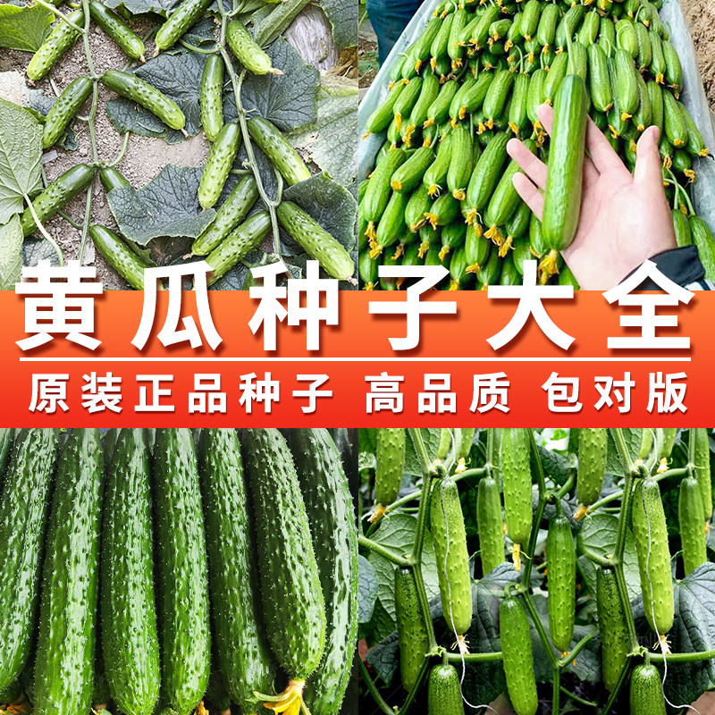 无架满地爬黄瓜种子旱黄瓜种籽菜籽种水果大全四季阳台盆栽蔬菜孑,鲜花速递/花卉仿真/绿植园艺,家庭园艺种子,淘宝优惠券,粉丝福利购,淘宝优惠卷