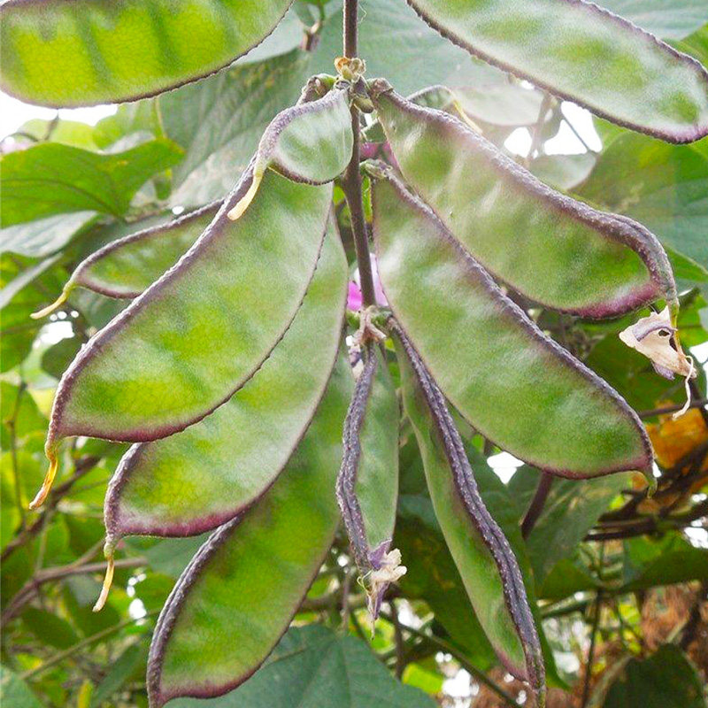 扁豆种子早生耐热高产扁豆籽蔓生菜园种菜紫扁豆宽荚眉豆肉扁豆孑