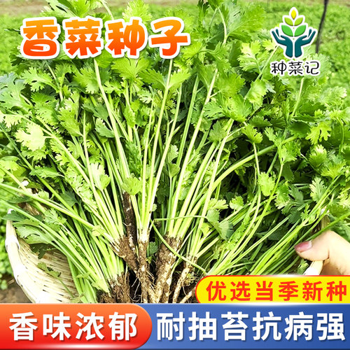 香菜种子耐热四季芫荽种籽露天基地用阳台蔬菜盆栽小菜园种植套装 - 封面