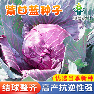 菜園基地種植 甘藍種子紫甘藍種苗紫包菜種籽卷心菜大頭包心菜四季