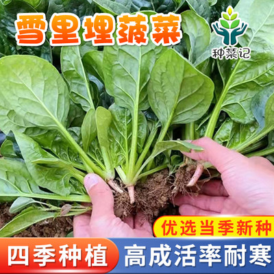 大叶菠菜种子四季籽种秋冬耐寒