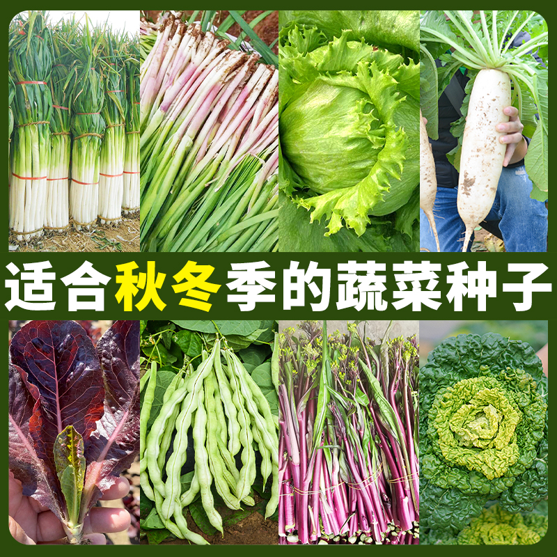 蔬菜种子大葱韭菜菠菜萝卜茼蒿豆角生菜芥菜榨菜种籽秋冬季菜籽种