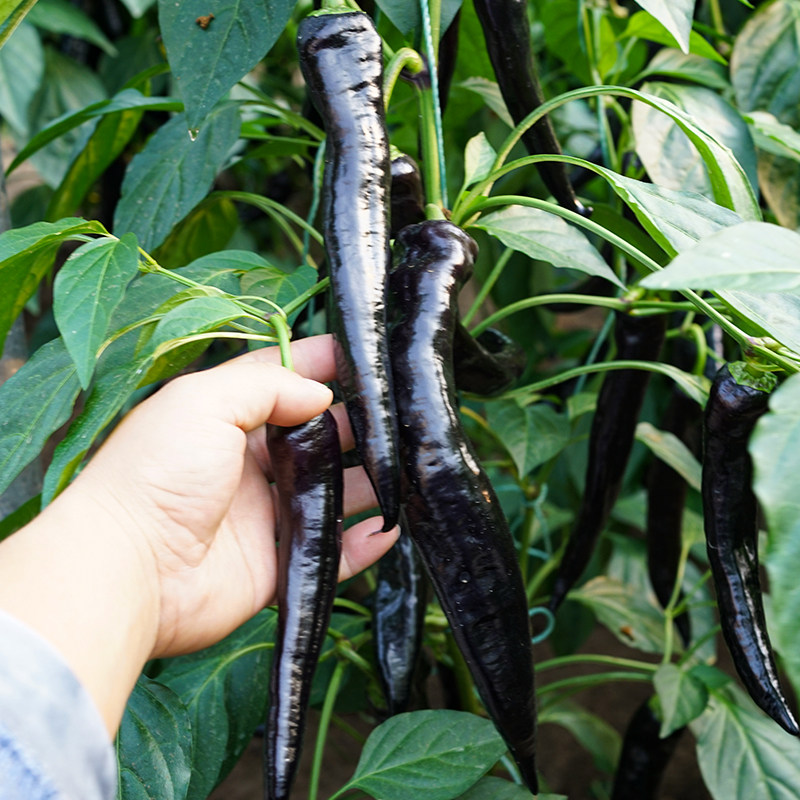 紫色羊角椒种子紫黑色尖椒种籽花青素春秋四季高产阳台盆栽蔬菜孑