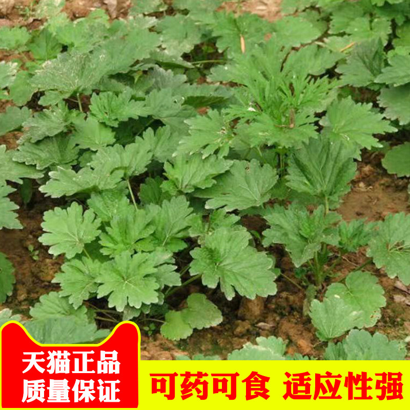 益母草种子种籽 阳台盆栽四季秋冬季农家蔬菜孑 菜食用籽种药材子