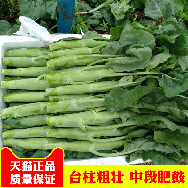 芥兰种子四季甜美白花芥兰大蕊芥蓝种籽四季蔬菜耐热耐雨纤维少