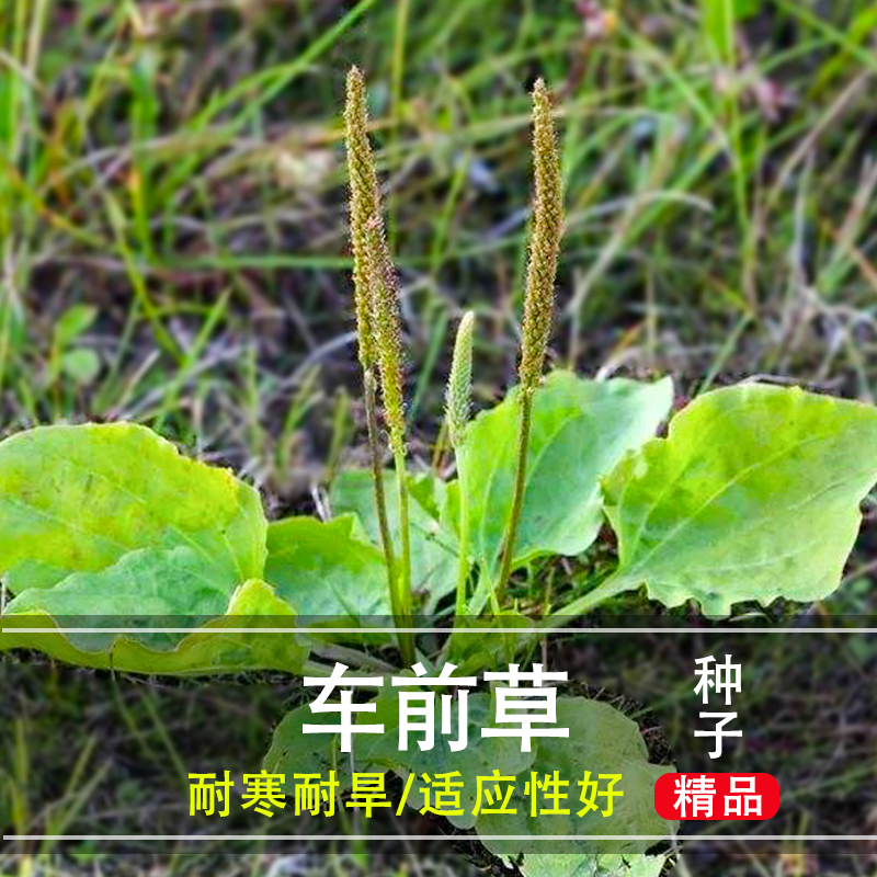 车前草种子四季庭院墙角车前子车轮草野菜猪耳草阳台盆栽易种植