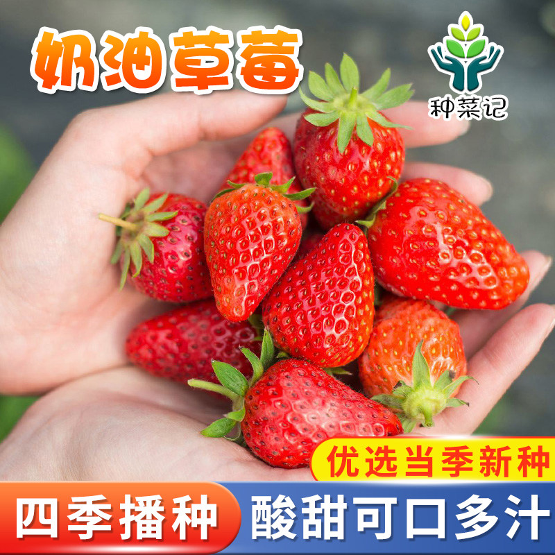 奶油草莓种子四季盆栽种植草莓阳台园艺 小菜园易种观赏蔬果种子