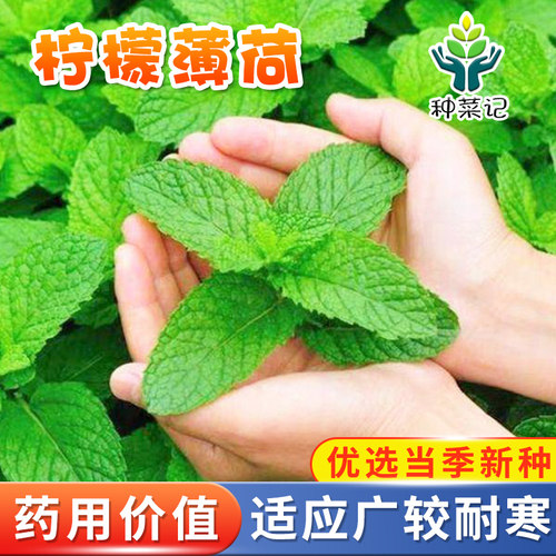 可食用薄荷种子四季农家