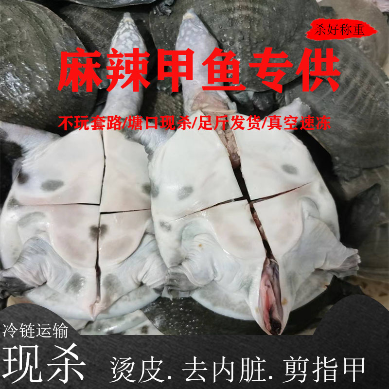 外塘麻辣甲鱼商用半成品食材