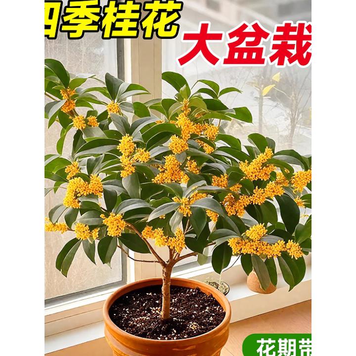【超长花旗】桂花树苗四季桂盆栽开花不断室内阳台庭院浓香型花卉