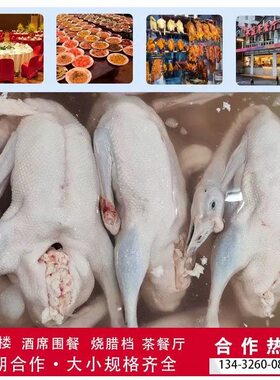 广东清远黑棕鹅饭店酒楼烧腊挡值拱鲜鹅新鲜烧鹅原材料屠宰场直供