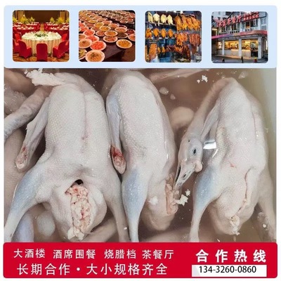 广东清远黑棕鹅新鲜现杀