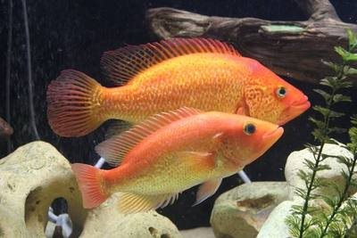 红老虎鱼金玉满堂鱼红头金鲷金老虎水族热带鱼观赏鱼淡水鱼