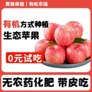 红富士当季 包邮 整箱冰糖心脆甜 2025年新鲜苹果水果10斤 有机种植