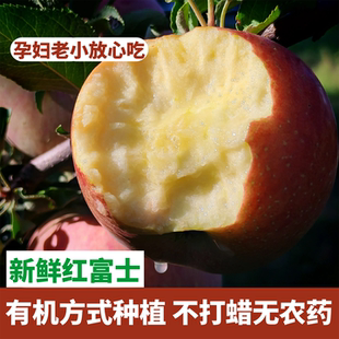 整箱红富士 2025年新鲜野生原生态苹果水果9斤当季 有机方式 种植