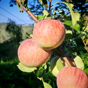 红富士当季 包邮 整箱冰糖心脆甜 2025年新鲜苹果水果10斤 有机种植