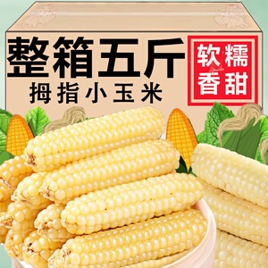 云南西双版纳拇指小玉米新鲜手指香糯玉米黏早餐即食真空甜糯玉米
