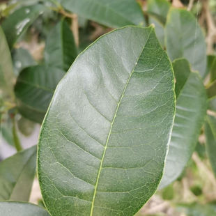 新鲜桂花树叶桂花叶桂花树叶子现摘金桂叶四季桂叶丹桂叶真树叶