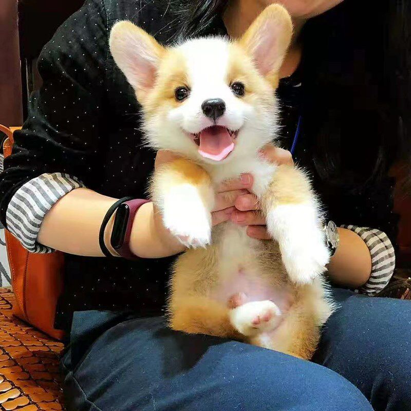 柯基幼犬柯基犬纯种三色柯基幼崽二色柯基狗幼犬柯基犬小短腿柯基