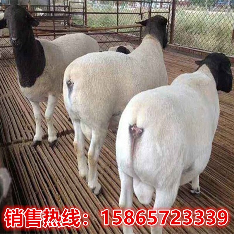 活羊活体羊杜泊绵羊活体黑头杜波绵羊 白头杜波绵羊 萨福克小羊羔