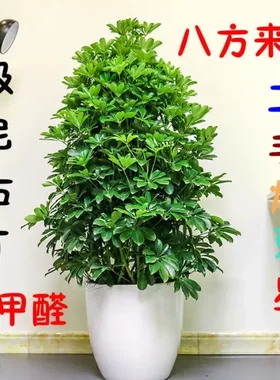 二手烟克星鸭脚木室内客厅盆栽