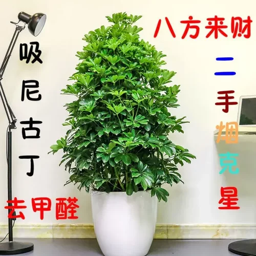 二手烟克星鸭脚木室内客厅盆栽