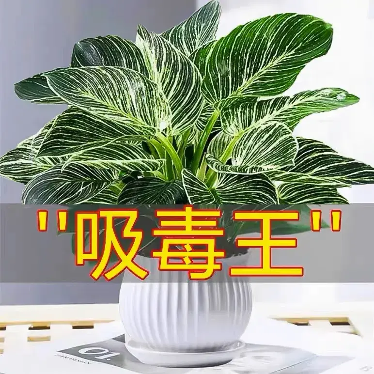 铂金钻盆栽室内客厅桌面吸甲醛小