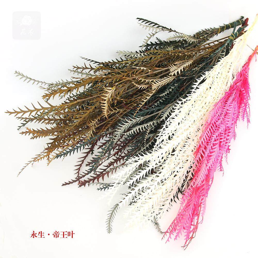 工艺品配材永生花礼盒玻璃罩浮游瓶制作花材永生保鲜帝王叶羊齿叶