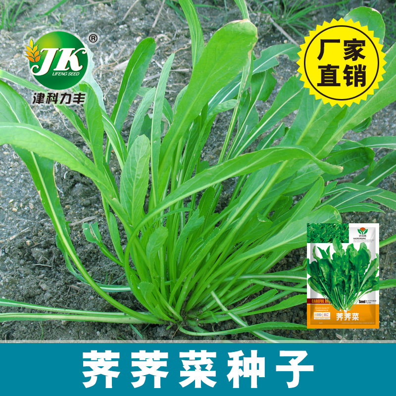 荠荠菜种子东北大叶野菜籽阳台室内盆栽菜园易种四季蔬菜荠菜种孑-封面