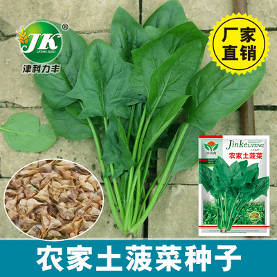 小叶土菠菜尖叶尖籽老品种口感好