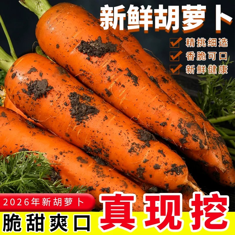 农家自种新鲜胡萝卜沙地现挖红皮