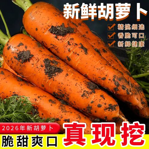 农家自种新鲜胡萝卜沙地现挖红皮