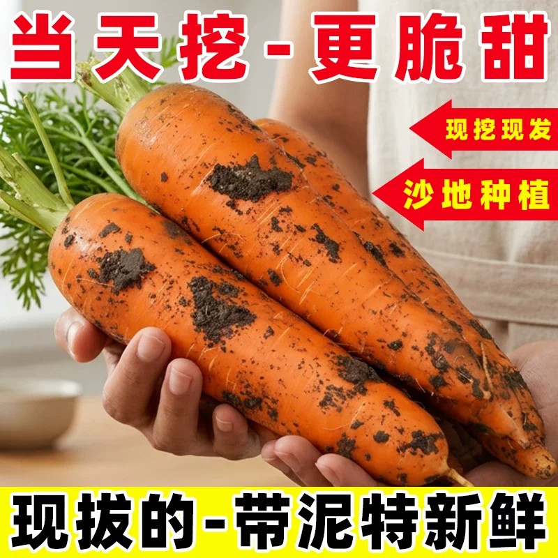 农家自种新鲜胡萝卜沙地现挖红皮