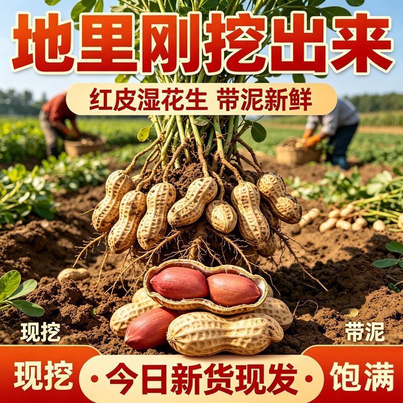 新鲜花生湿花生带泥带壳粉皮多粒